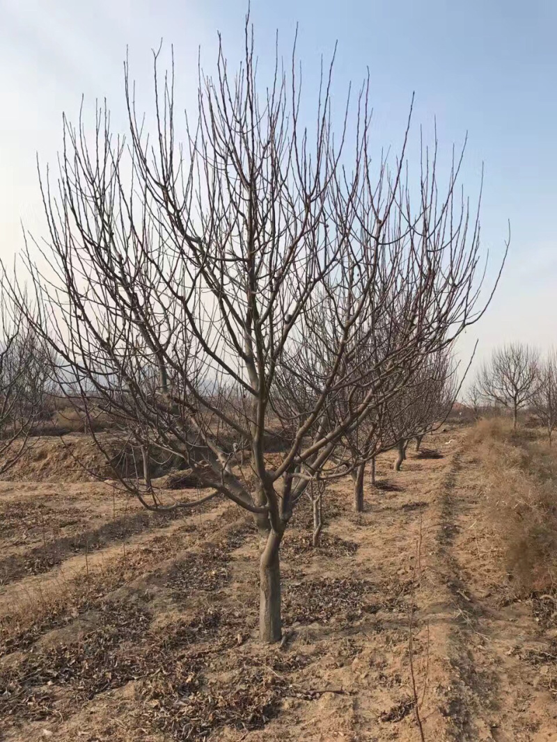 八棱海棠树