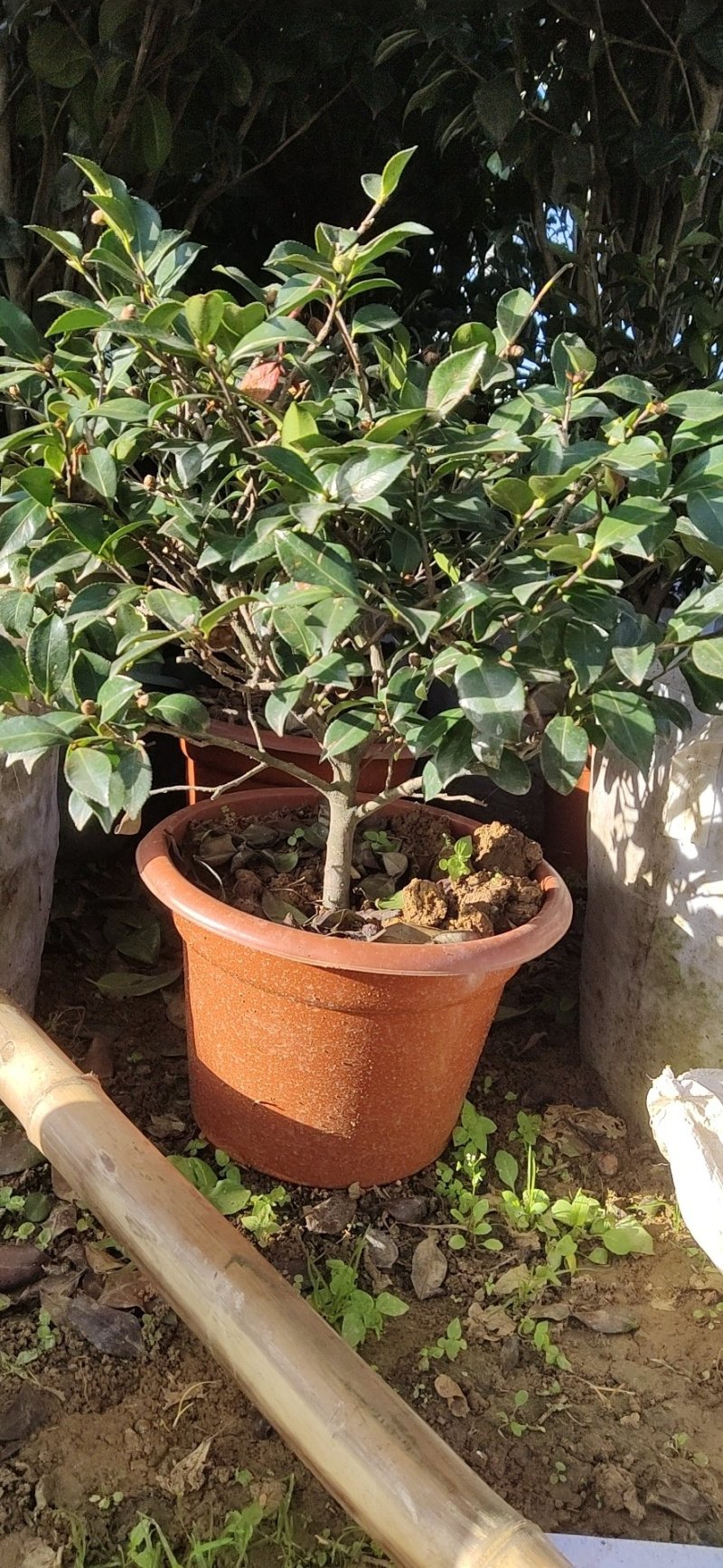 茶花，茶梅
