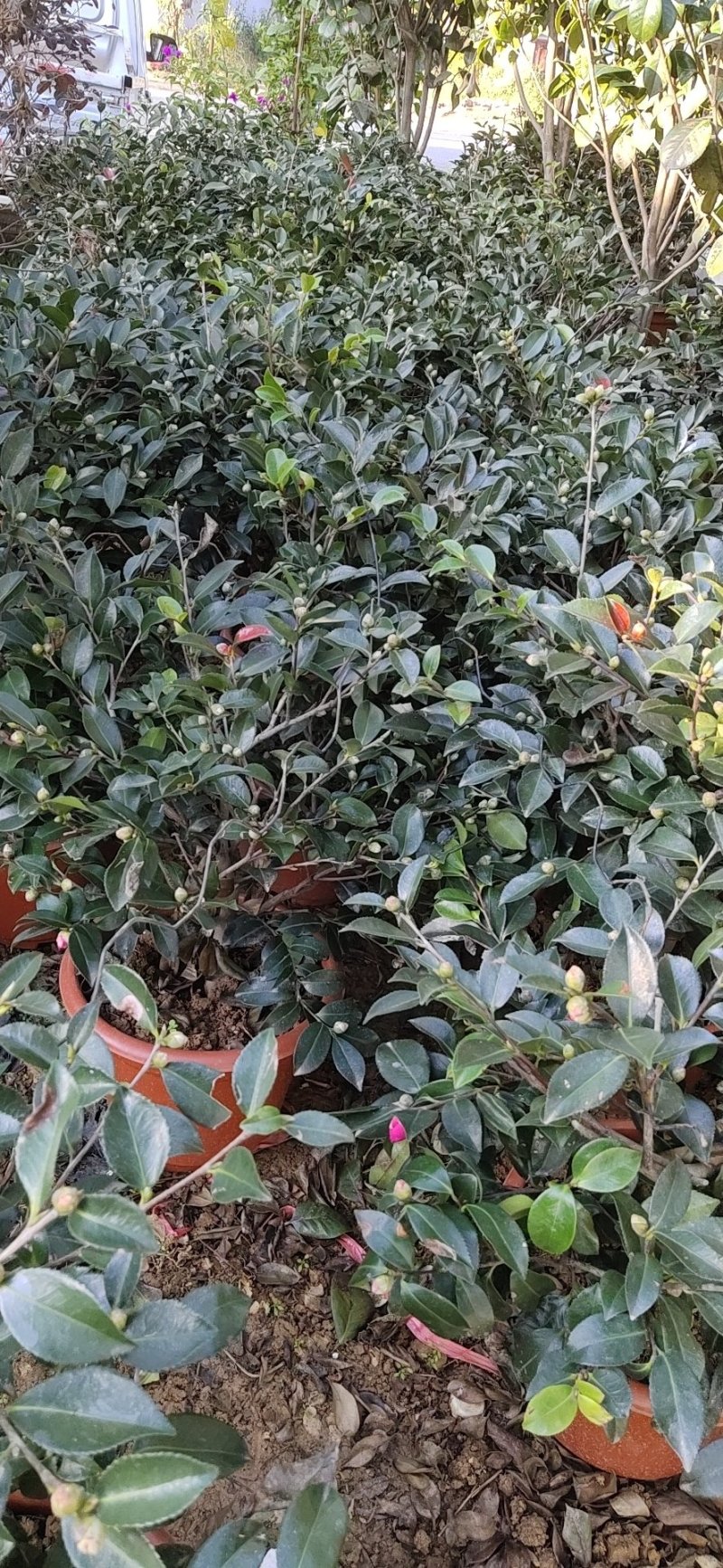 茶花，茶梅