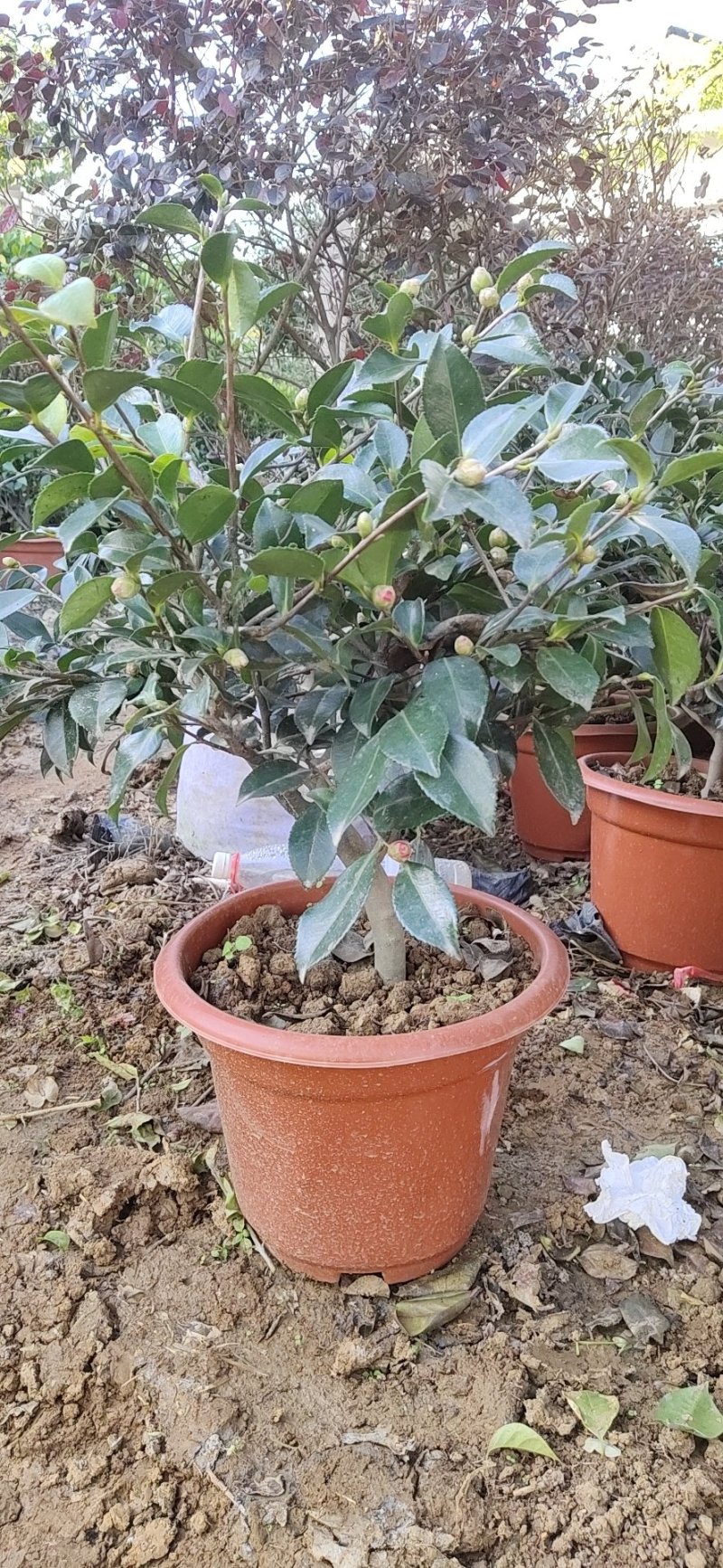 茶花，茶梅