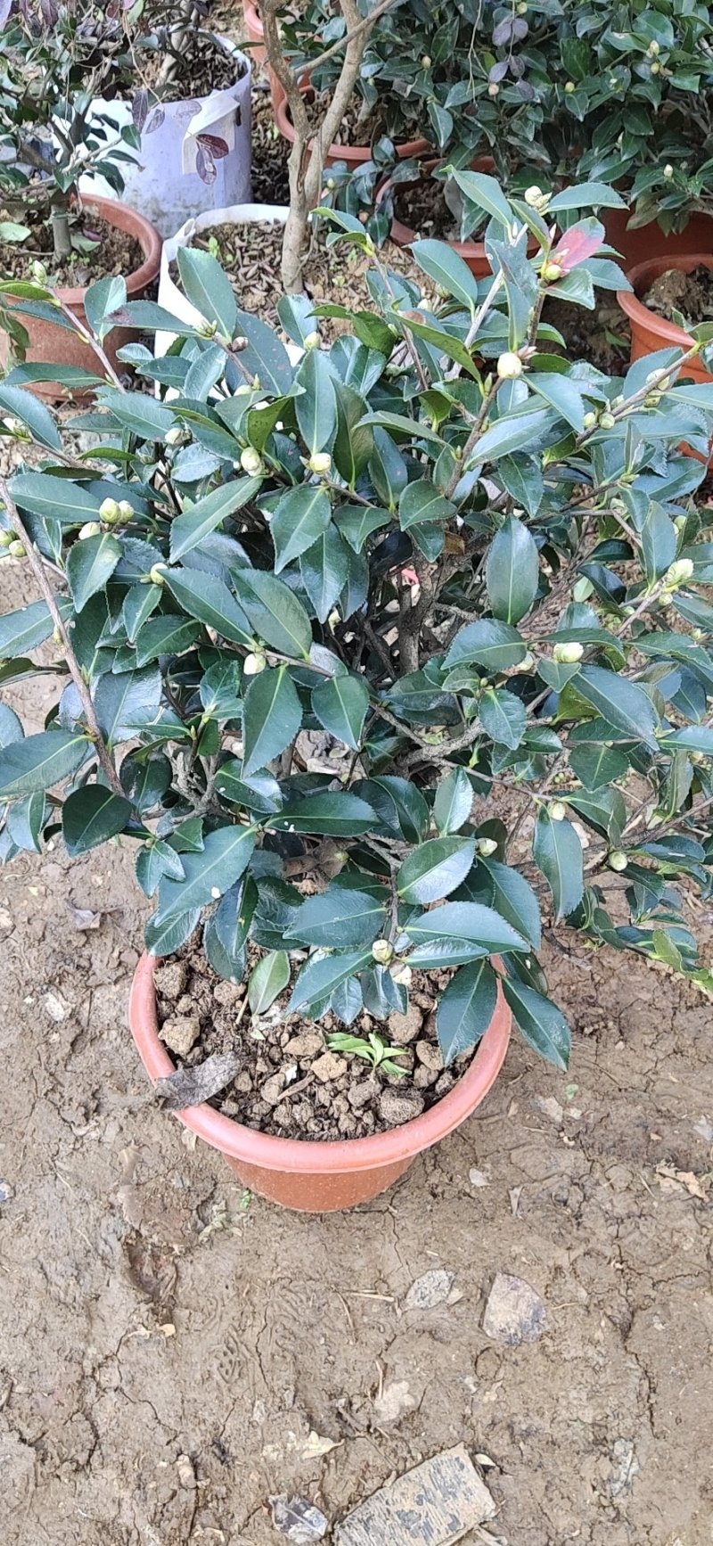 茶花，茶梅