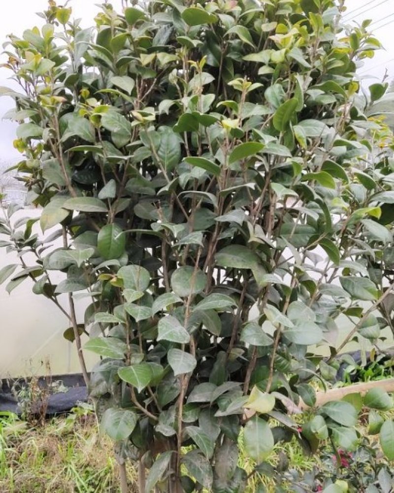 茶花，茶梅