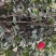 茶花，茶梅