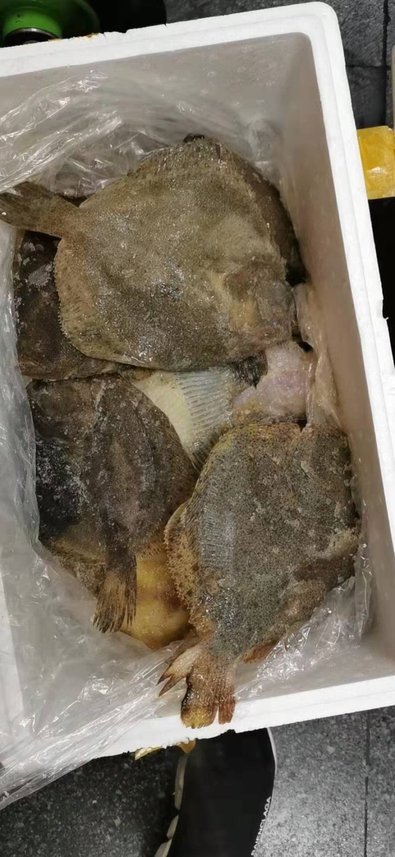多宝鱼，多宝鱼，中港集团工厂