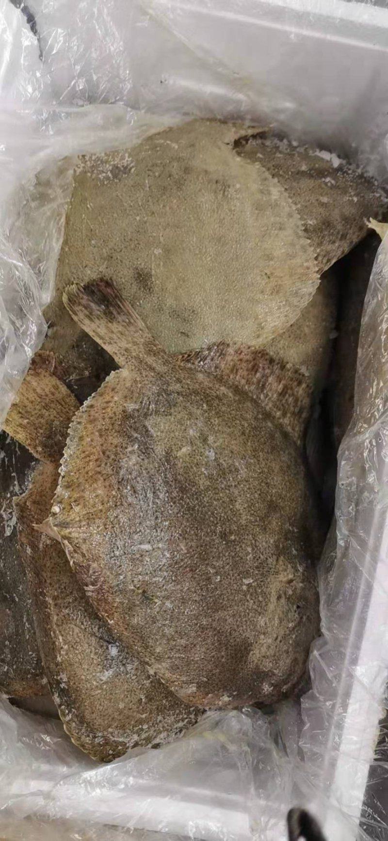 多宝鱼，多宝鱼，中港集团工厂
