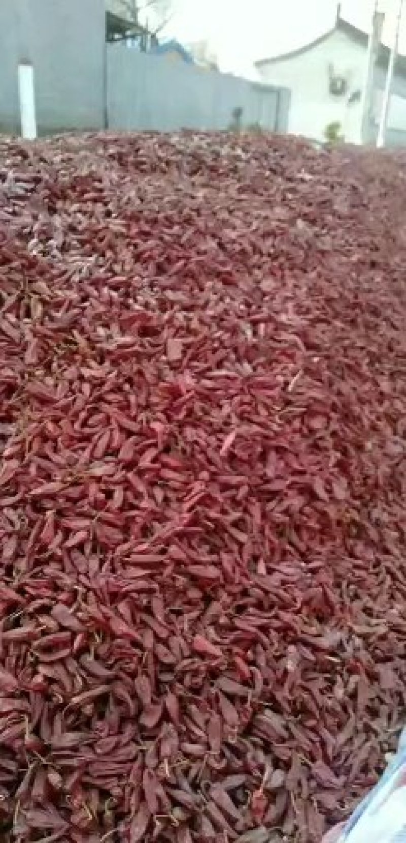 忻州干椒北京红大量上市，货源充足，质量好，