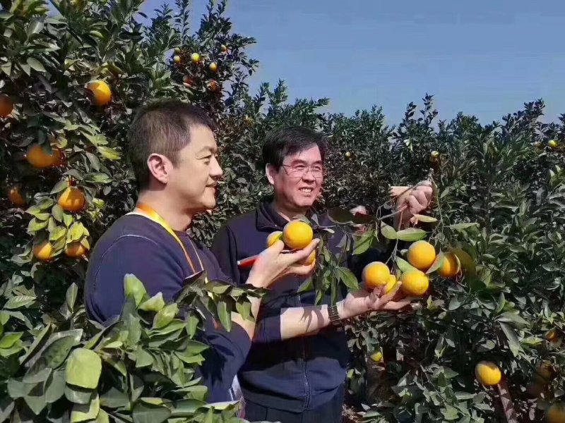 赣南脐橙一件代发，一手货源，量大从优