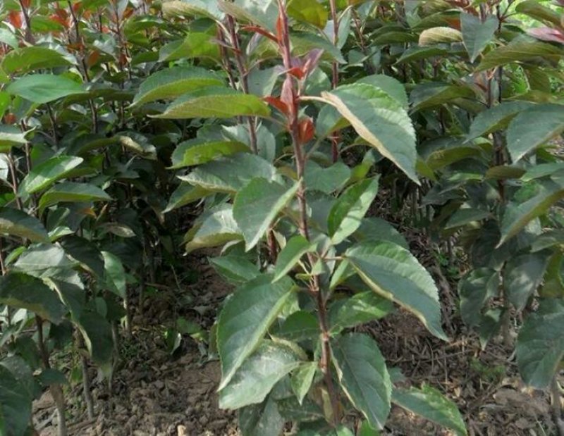 优质红富士苹果苗苗圃基地直发包成活包品种诚信放心苗