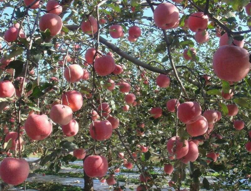 优质红富士苹果苗苗圃基地直发包成活包品种诚信放心苗