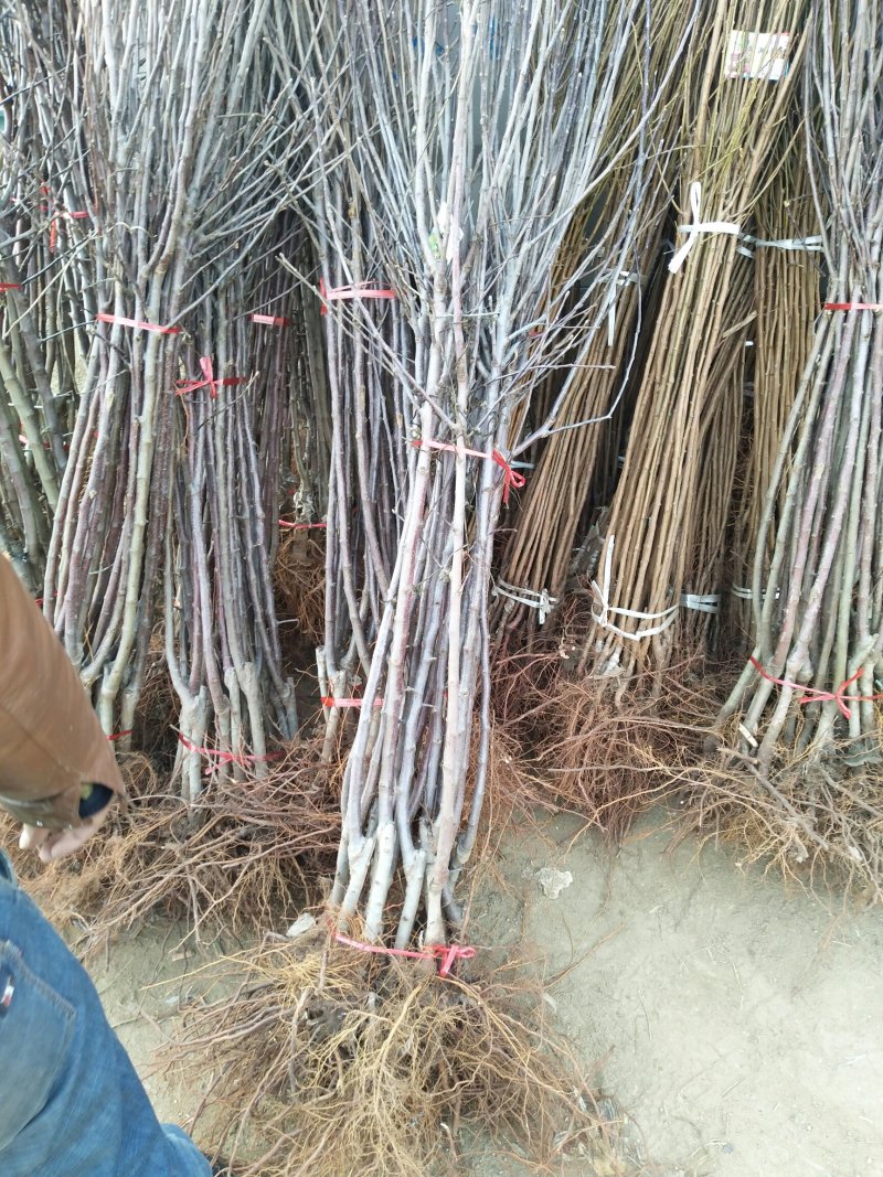 优质红富士苹果苗苗圃基地直发包成活包品种诚信放心苗