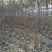 优质红富士苹果苗苗圃基地直发包成活包品种诚信放心苗
