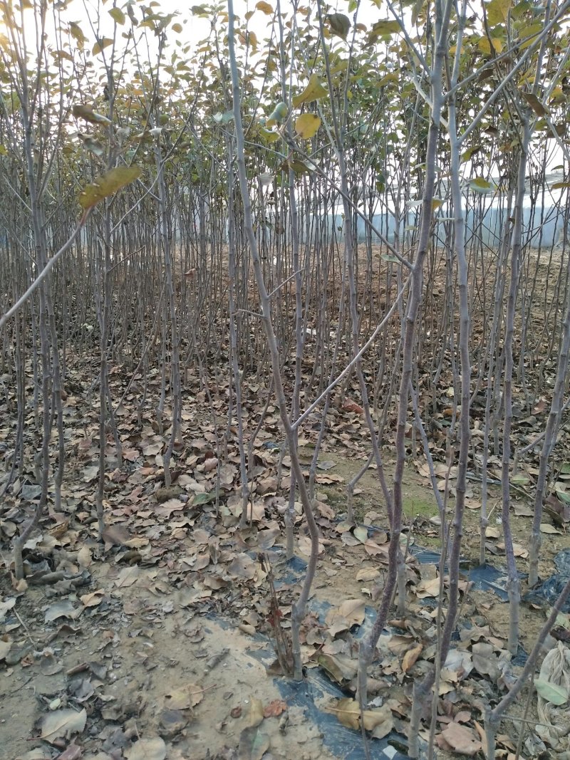 优质红富士苹果苗苗圃基地直发包成活包品种诚信放心苗
