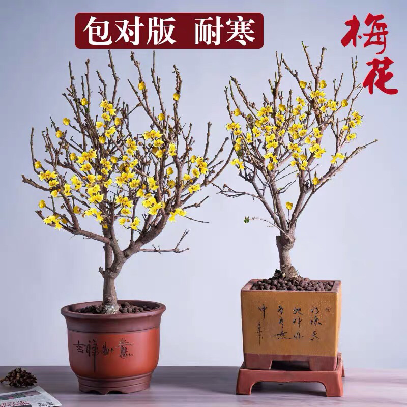 蜡梅蜡梅盆景二公分直径78包邮不与假货拼价格提供发票