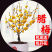 蜡梅蜡梅盆景二公分直径78包邮不与假货拼价格提供发票