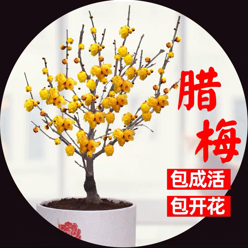 蜡梅蜡梅盆景二公分直径78包邮不与假货拼价格提供发票