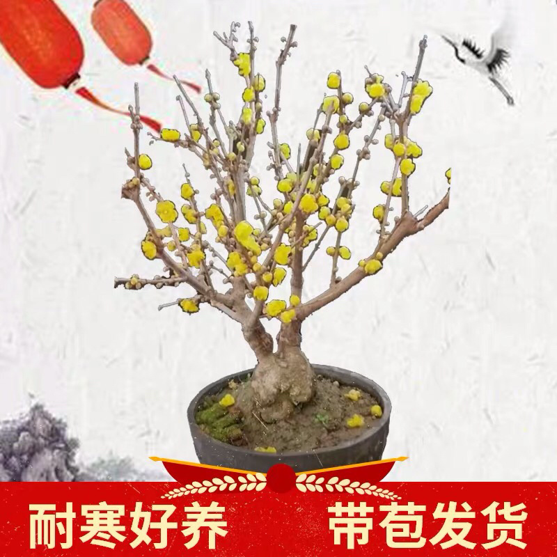 蜡梅蜡梅盆景二公分直径78包邮不与假货拼价格提供发票