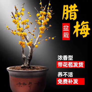 蜡梅蜡梅盆景二公分直径78包邮不与假货拼价格提供发票