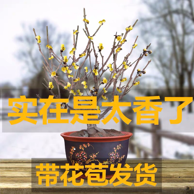 蜡梅蜡梅盆景二公分直径78包邮不与假货拼价格提供发票