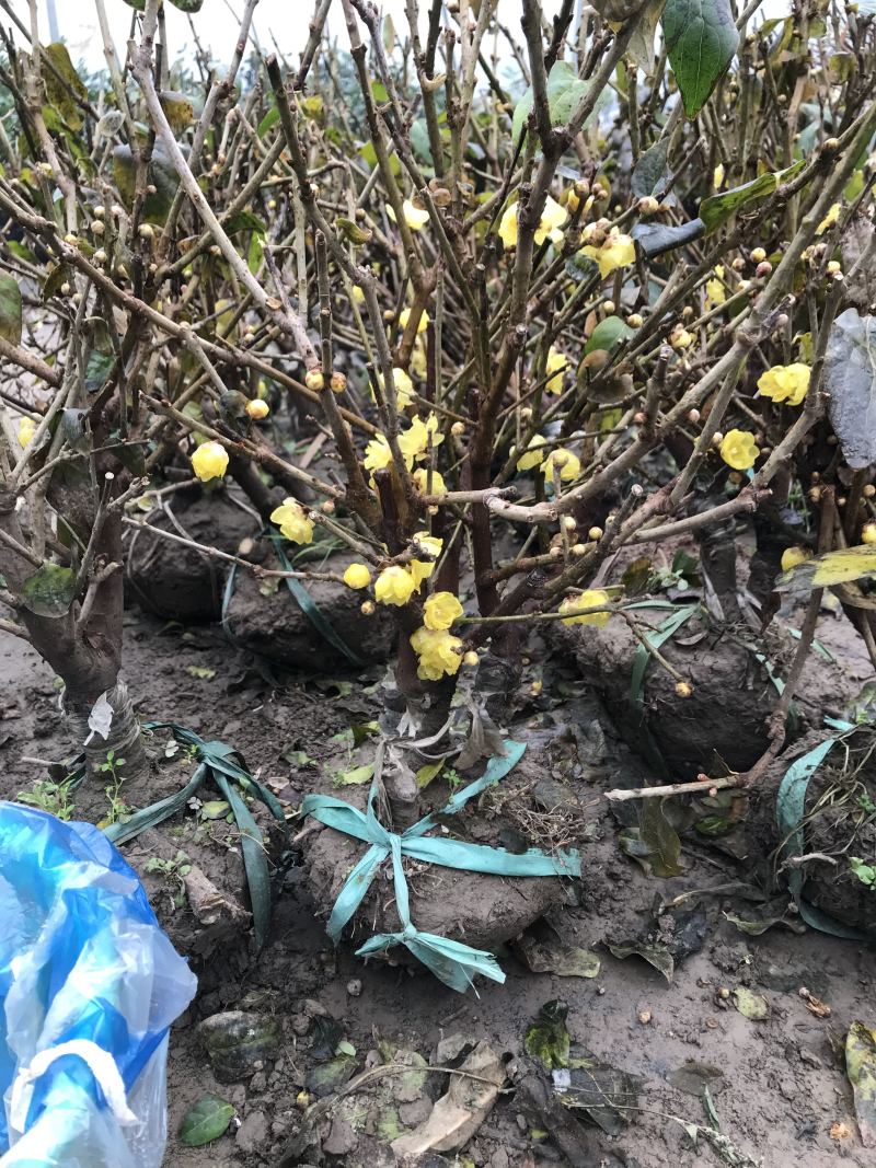 蜡梅蜡梅盆景二公分直径78包邮不与假货拼价格提供发票