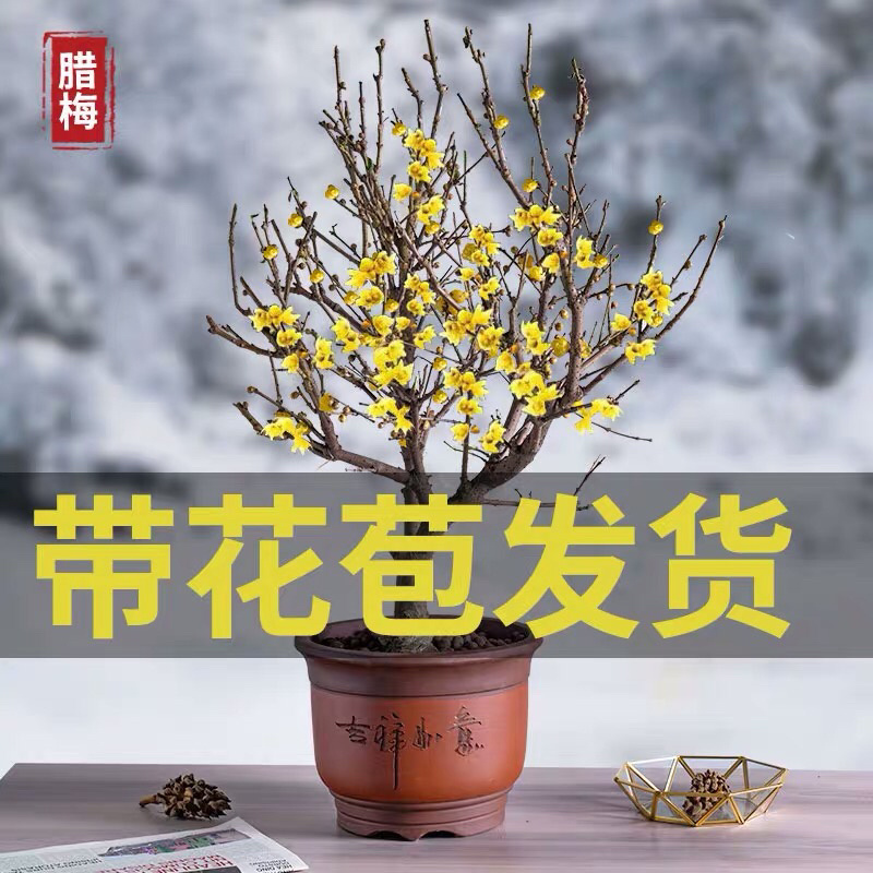 蜡梅蜡梅盆景二公分直径78包邮不与假货拼价格提供发票