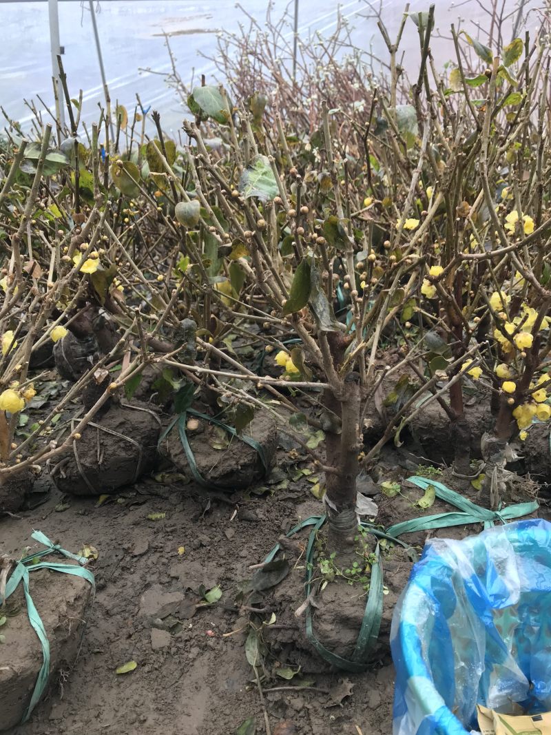 蜡梅蜡梅盆景二公分直径78包邮不与假货拼价格提供发票