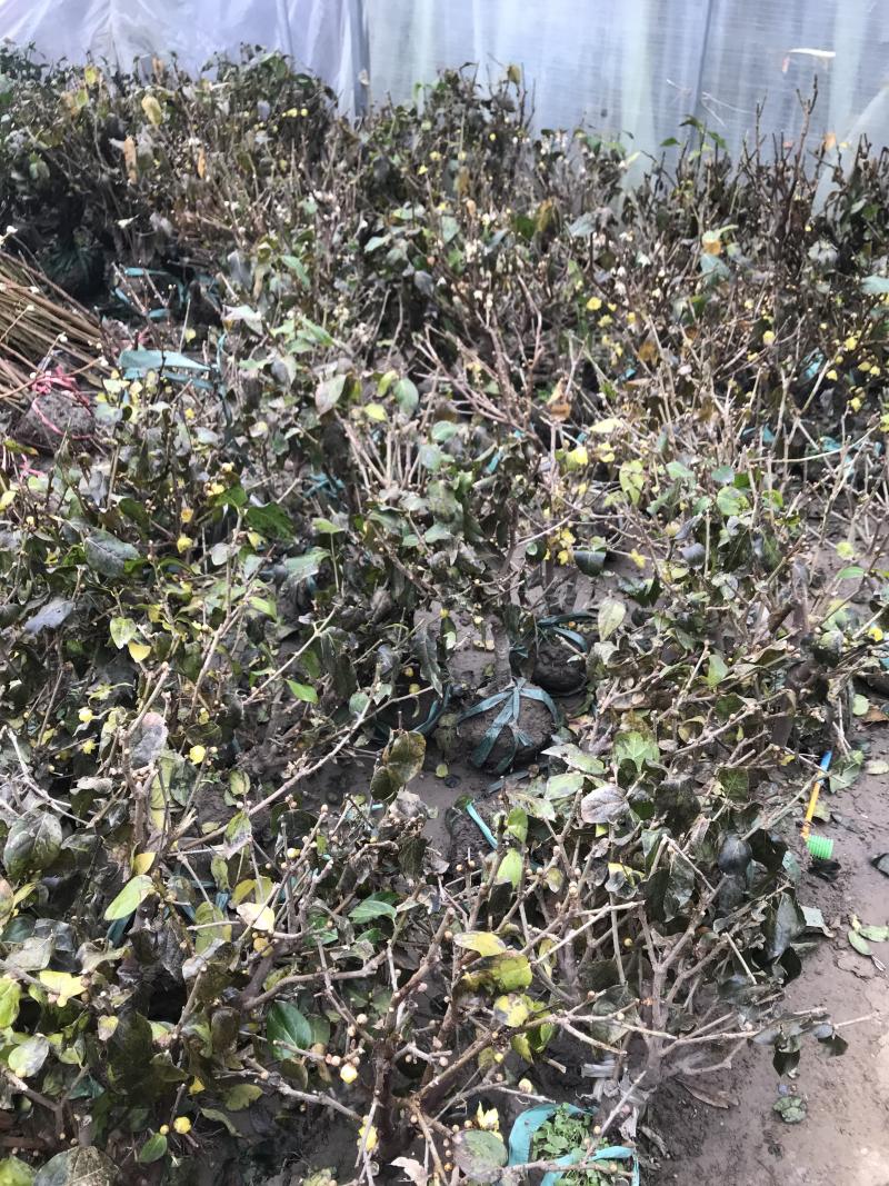 蜡梅蜡梅盆景二公分直径78包邮不与假货拼价格提供发票