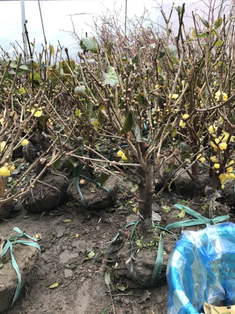 蜡梅蜡梅盆景二公分直径78包邮不与假货拼价格提供发票