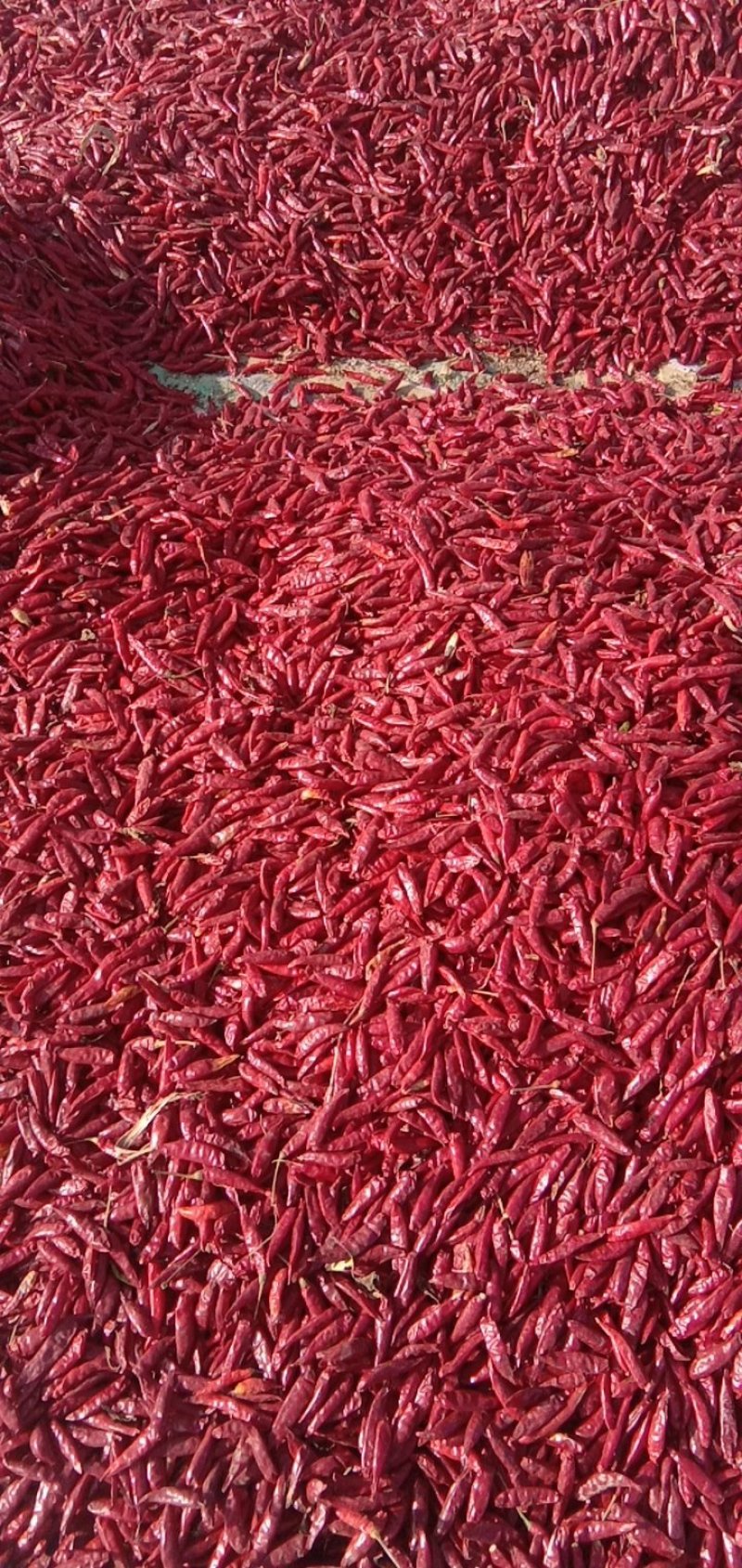 新一代朝天椒，货源充足，价格低，1万斤起批发