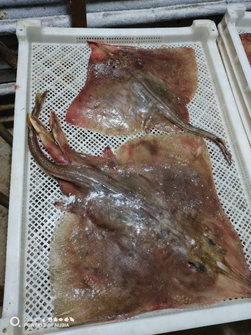 【渊品水产】养马岛海捕老板鱼