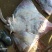 【渊品水产】养马岛海捕老板鱼