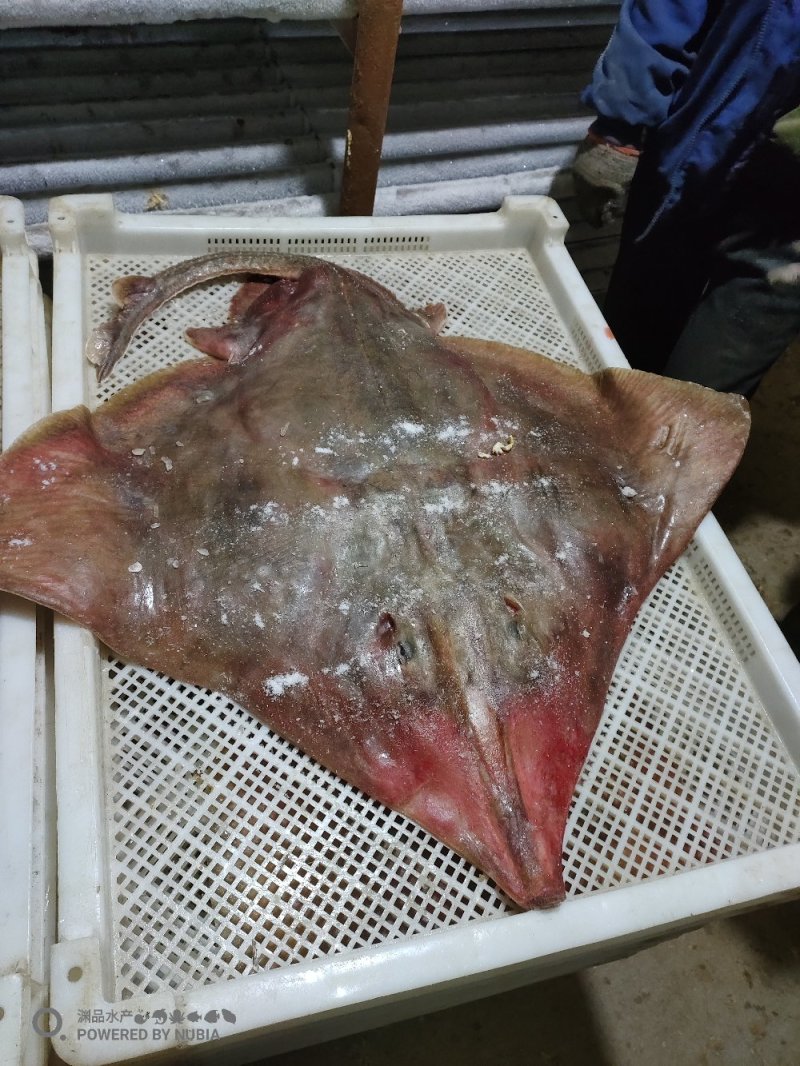 【渊品水产】养马岛海捕老板鱼