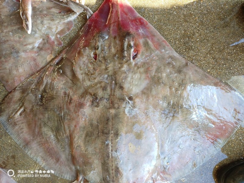 【渊品水产】养马岛海捕老板鱼