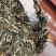 源头批发南雷河普洱茶生茶200克原始森林茶