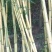 四季常青竹苗袋苗金镶玉竹
