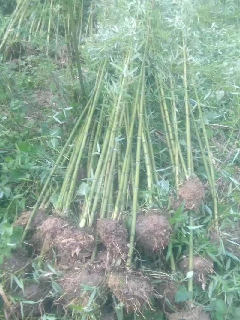 四季常青竹苗袋苗金镶玉竹