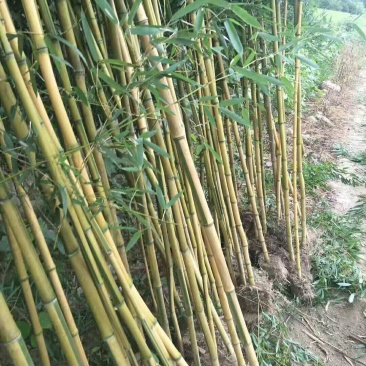 四季常青竹苗袋苗金镶玉竹