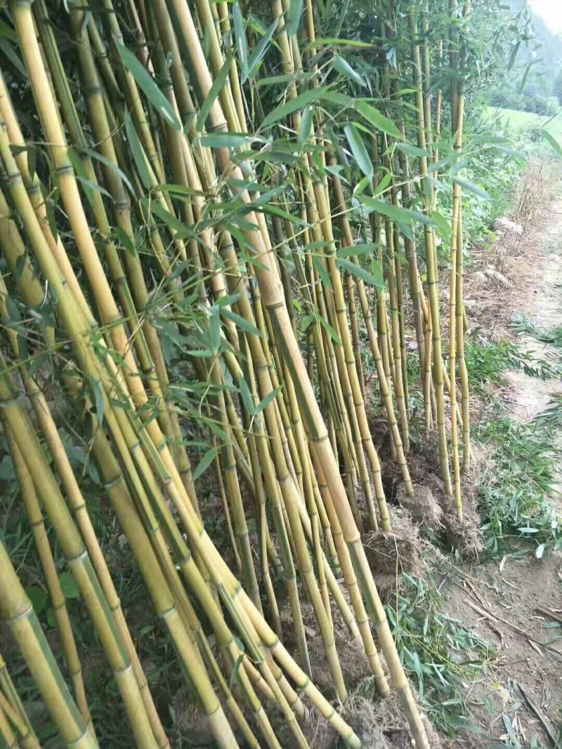 四季常青竹苗袋苗金镶玉竹