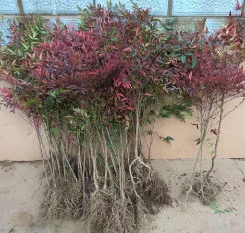 南天竹工程苗南天竹苗