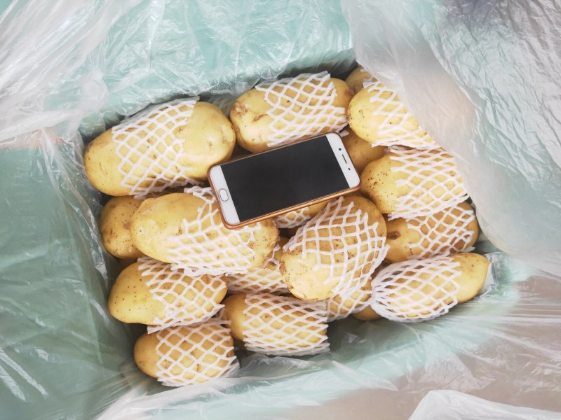 精品土豆山东大棚荷兰十五土豆大量供应量大质优
