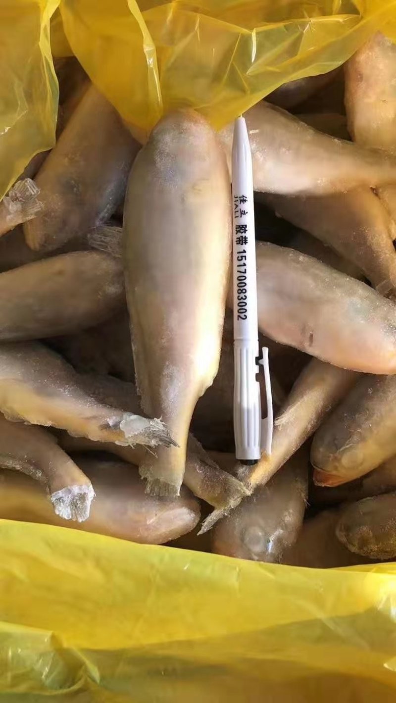 黄花鱼