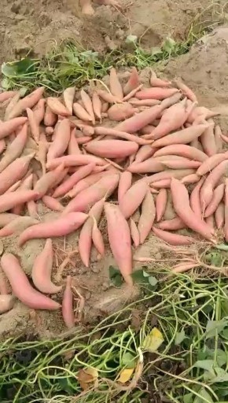 沙地西瓜红，基地直供，无虫眼，皮色红，特别甜