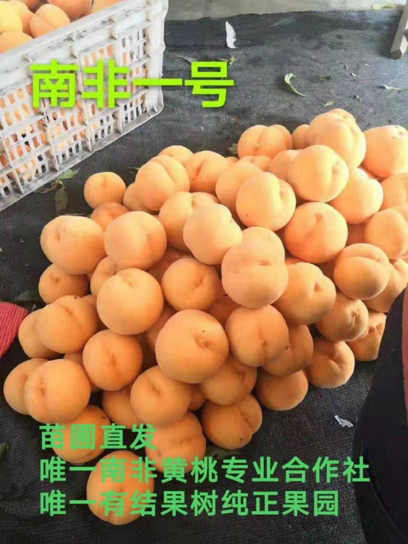 南非黄桃苗南非桃苗芒果味南非系列系列晚熟黄桃苗硬度高