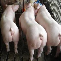 内蒙古巴彦淖尔种猪场直销纯种一代二元母猪苗免费
