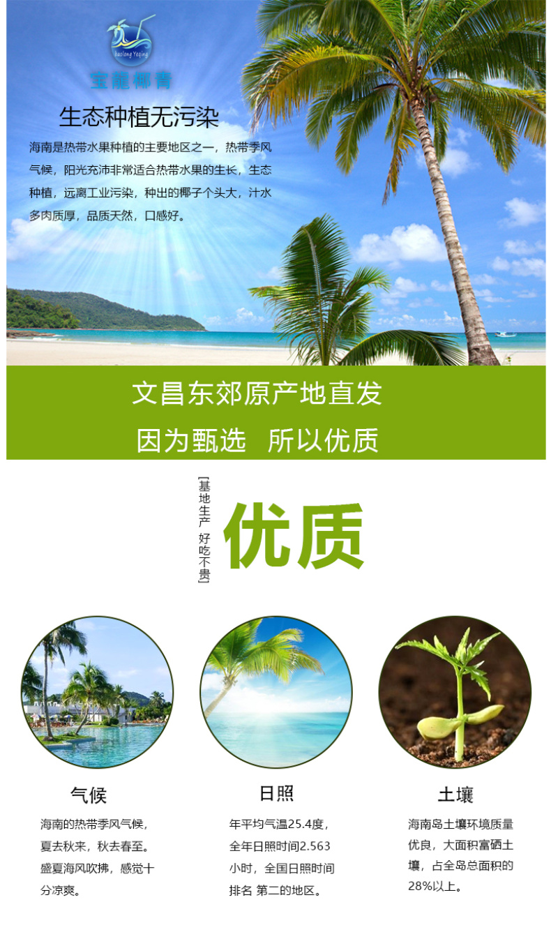 贺岁版海南椰青椰子每一个都是精心挑选出来的靓果一件代发