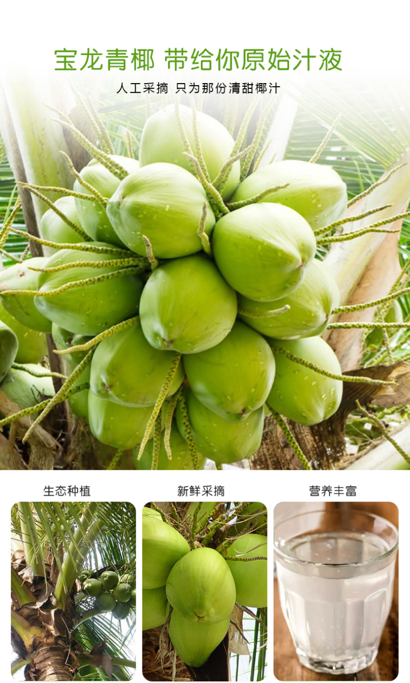 贺岁版海南椰青椰子每一个都是精心挑选出来的靓果一件代发