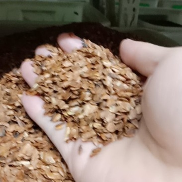 红油香椿种子