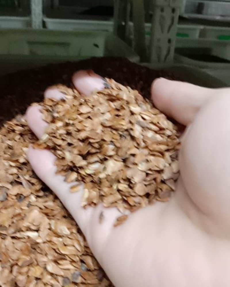 红油香椿种子