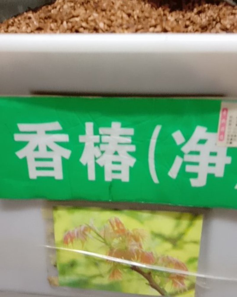 红油香椿种子