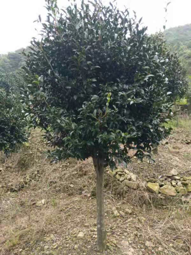 高杆茶梅树茶梅球茶梅苗1到10公分树产地直销