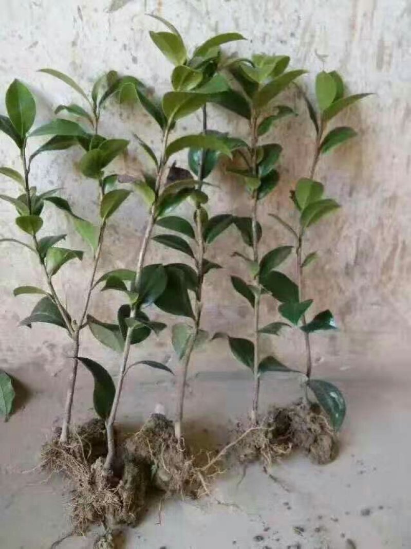 高杆茶梅树茶梅球茶梅苗1到10公分树产地直销